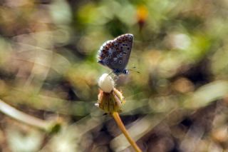 okgzl Balkan Mavisi (Aricia anteros )