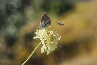 ? Agro T�r� (Tan�ms�z)&nbsp;(Agrodiaetus&nbsp;sp.)