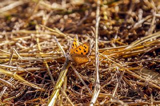 Benekli Bakr Gzeli (Lycaena phlaeas)