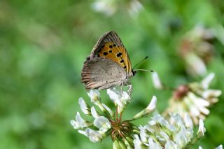 Benekli Bakr Gzeli (Lycaena phlaeas)