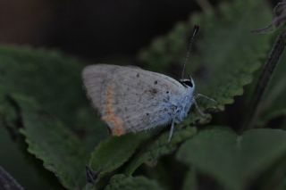 Benekli Bakr Gzeli (Lycaena phlaeas)