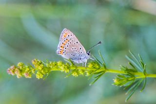 Kk Ate Gzeli (Lycaena thersamon)