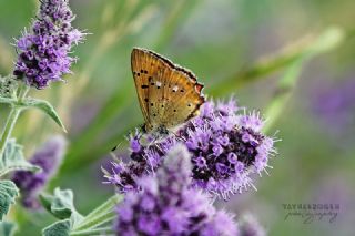 Orman Bakr Gzeli (Lycaena virgaureae)