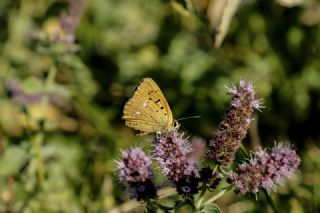 Orman Bakr Gzeli (Lycaena virgaureae)