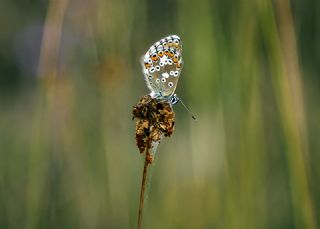 okgzl Balkan Mavisi (Aricia anteros )