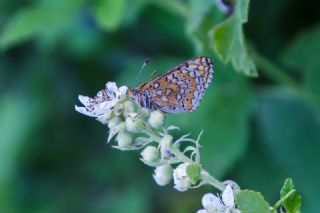 Nazuum (Euphydryas aurinia)