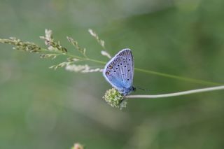 okgzl Amanda (Polyommatus amandus)