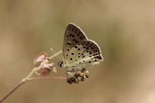 sli Bakr Gzeli (Lycaena tityrus)