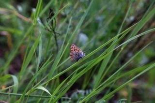 sli Bakr Gzeli (Lycaena tityrus)