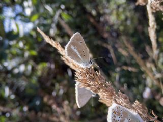 okgzl Damon Mavisi (Polyommatus damon)