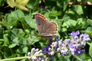 okgzl Esmer (Aricia agestis)