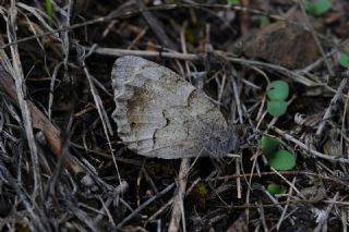 Aa Karamelei (Hipparchia statilinus)