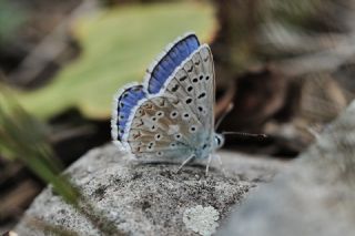 okgzl Yalanc illi Mavi (Polyommatus corydonius)