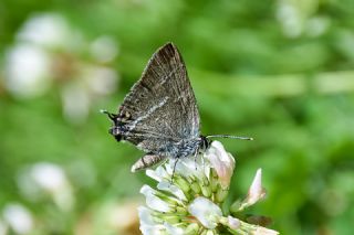 Gzel Sevbeni (Satyrium spini)