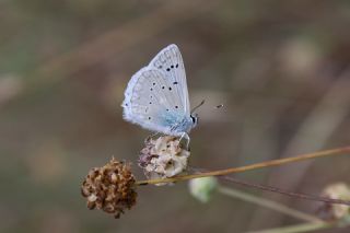 okgzl Dafnis (Polyommatus daphnis)