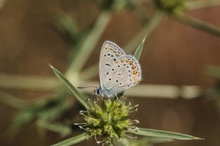okgzl Mavi (Polyommatus icarus)
