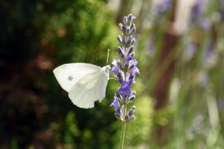 Yalanc Beyazmelek (Pieris pseudorapae)