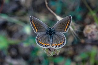 okgzl Mavi (Polyommatus icarus)