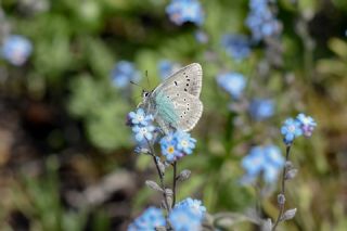 okgzl Diana Mavisi (Polyommatus diana)