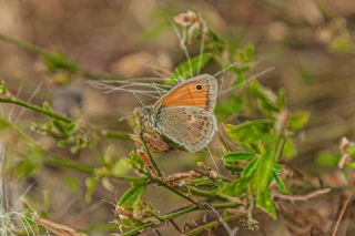 Kk Zpzp Perisi (Coenonympha pamphilus)