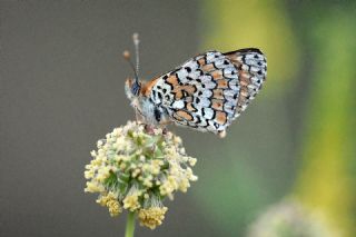 parhan (Melitaea cinxia)