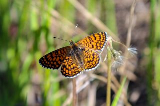 parhan (Melitaea cinxia)