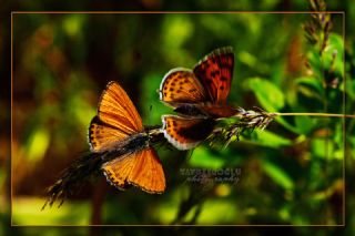 Kk Ate Gzeli (Lycaena thersamon)