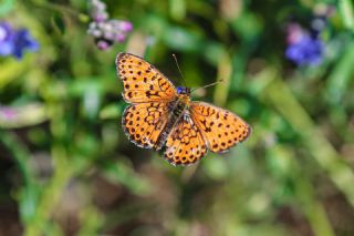 ift Noktal Brentis (Brenthis hecate)