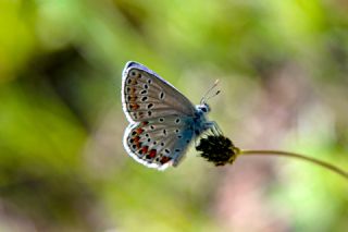 Anadolu Esmergz (Plebejus modicus)