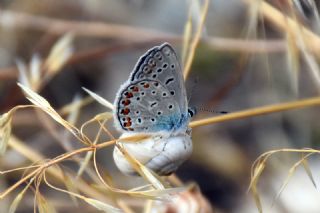 okgzl Mavi (Polyommatus icarus)