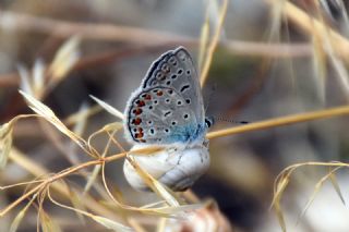 okgzl Mavi (Polyommatus icarus)