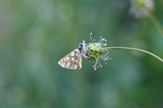 K�z�l Z�pz�p&nbsp;(Spialia&nbsp;orbifer)