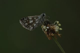 Zeytuni Zpzp (Pyrgus serratulae)