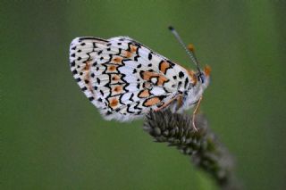parhan (Melitaea cinxia)