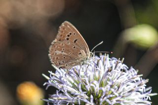 Anormal okgzl (Polyommatus admetus)