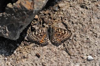 Benekli parhan (Melitaea didyma)