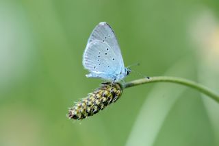 Minik Kupid (Cupido minimus)