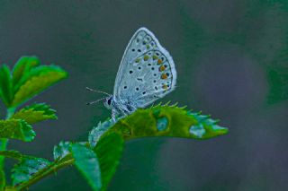 Anadolu Esmergz (Plebejus modicus)