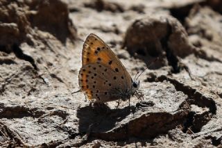 Kk Ate Gzeli (Lycaena thersamon)