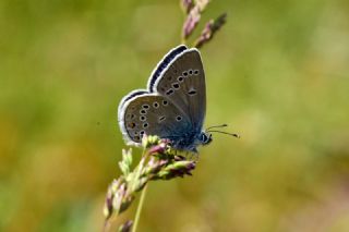 okgzl Gzel Mavi (Polyommatus bellis)