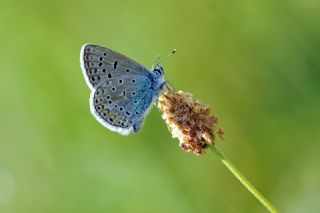 ? Tanmsz Tr (n/a NA)