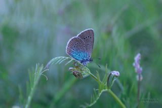 okgzl Rus Mavisi (Polyommatus coelestina)