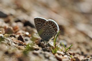Anadolu Esmergz (Plebejus modicus)