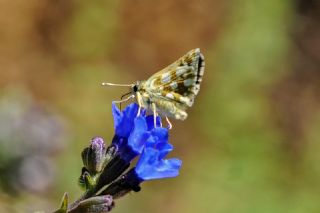 Kzl Zpzp (Spialia orbifer)