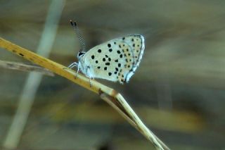 �sli Bak�r G�zeli&nbsp;(Lycaena&nbsp;tityrus)