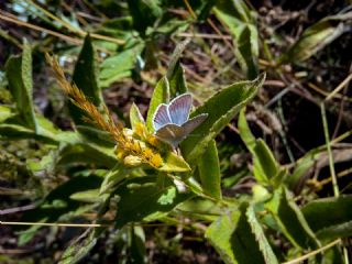 okgzl Damon Mavisi (Polyommatus damon)