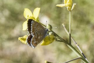 ? Tan�ms�z T�r&nbsp;(n/a&nbsp;NA)