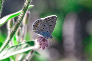 okgzl Mavi (Polyommatus icarus)