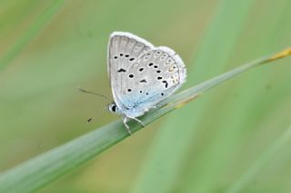 okgzl Amanda (Polyommatus amandus)