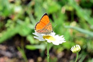 Alev Ategzeli (Lycaena kefersteinii)